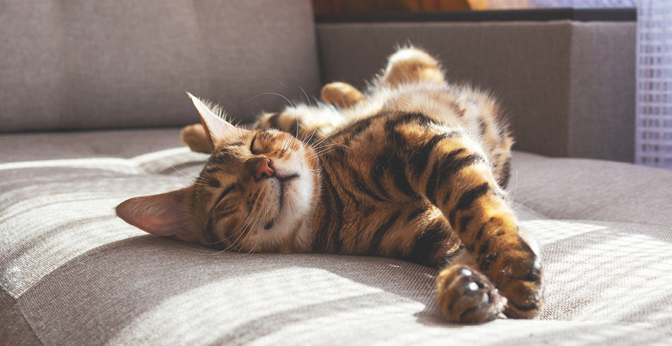 Adopt-a-Cat Month: Everything You Need to Know Before Bringing a New Cat Home