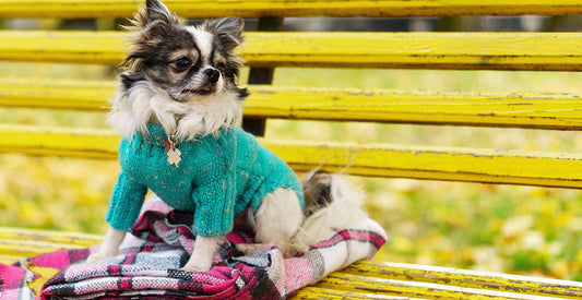 Enrichment for Every Season: Fall Activities to Keep Pets Happy & Healthy