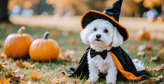 Trick-or-Treat Safely: Halloween Pet Safety Tips for Facilities & Families