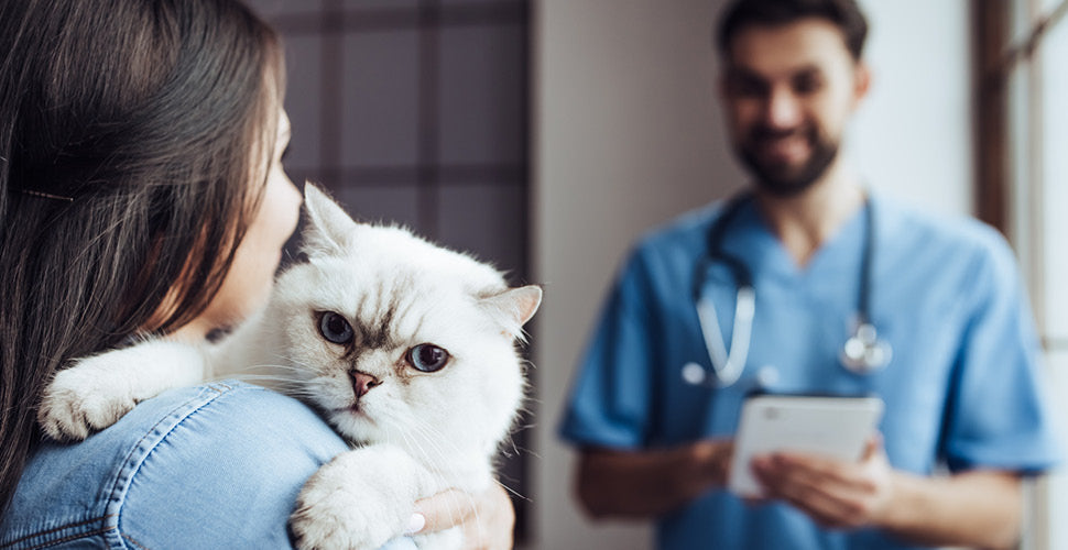 Deck the Halls, Not the Vet Bills: Keeping Pets Safe Around Holiday Decor