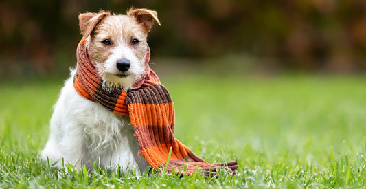 When the Weather Turns: Preparing Pets for the First Cold Snap