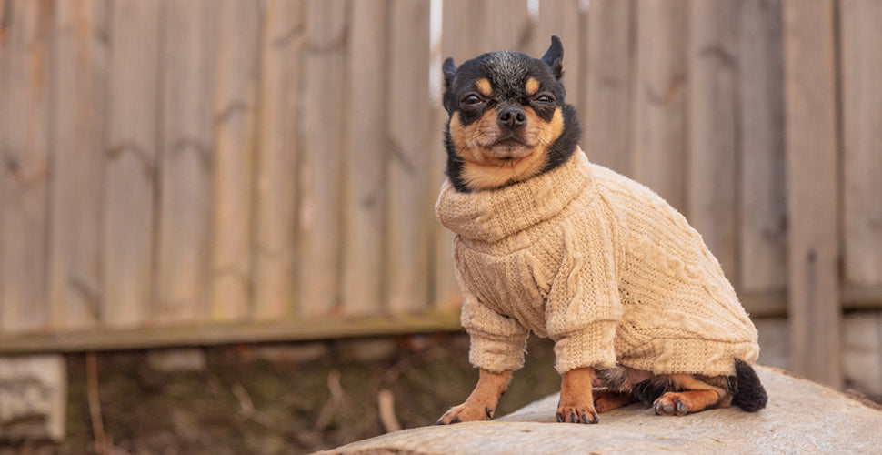 Preparing Senior Pets for Cold Weather