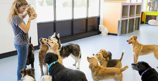 Fall Into Routine: Setting Up Smarter Systems in Your Pet Care Facility