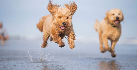Summer Pet Safety: Heat, Hydration, and Hazards: Keeping Your Pets Safe When Temperatures Rise