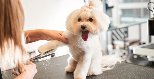 Summer Shedding & Clean-Up Hacks for Pet Care Facilities