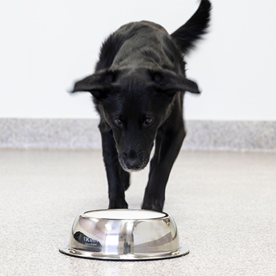 The Healthier Slow Feed Pet Bowl Starter Kit